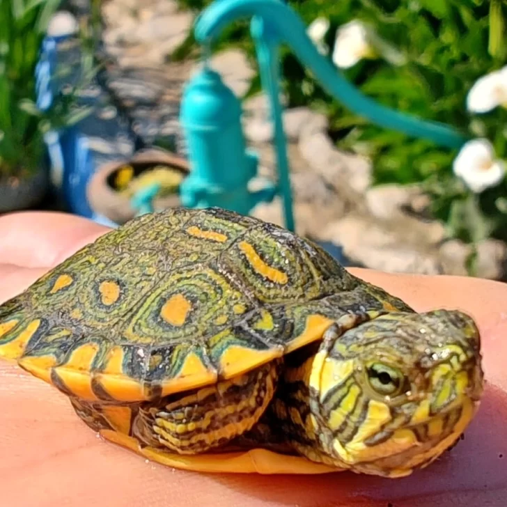 Nació una tortuga pavo real en el Lago de los Cisnes