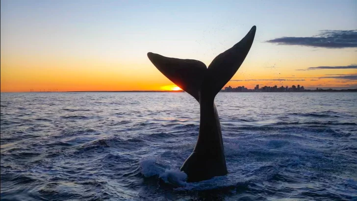 “Ballenas”: entrevista a Luciano Valenzuela, investigador del CONICET