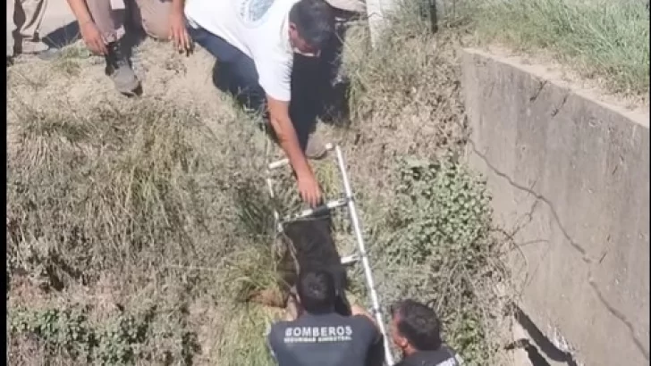 Impecable labor de bomberos rescatando a un perro que cayó a un zanjón