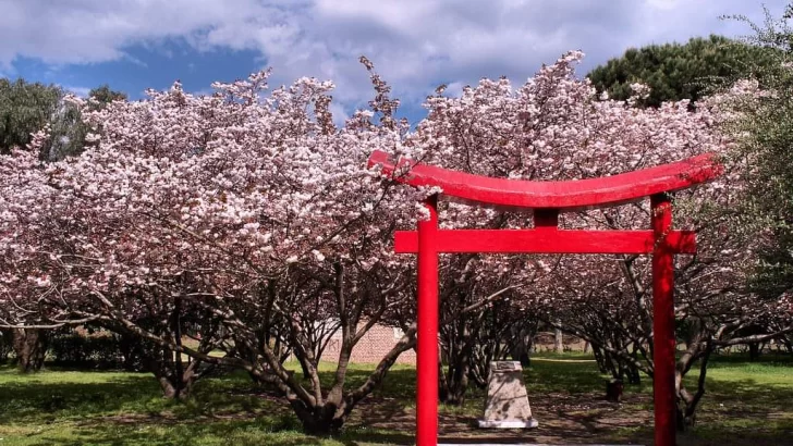 Los cerezos del parque Miguel Lillo en todo su esplendor