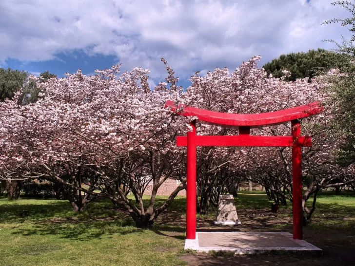 Los cerezos del parque Miguel Lillo en todo su esplendor