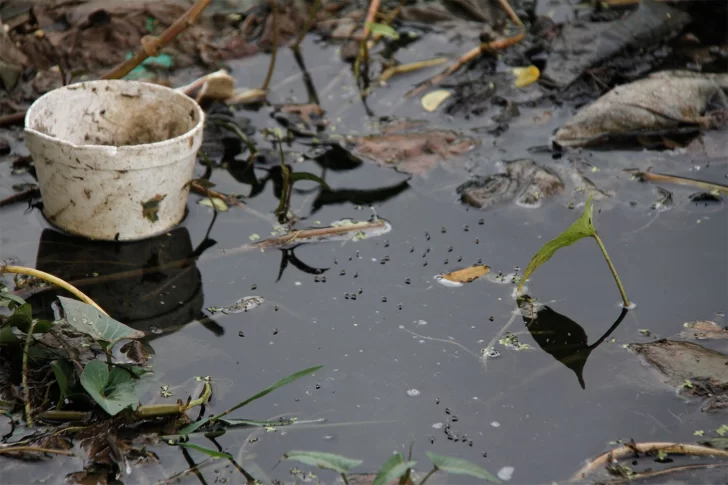 ¿Sabías que el Dengue se puede prevenir?