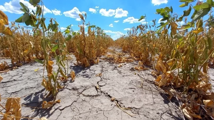 Un informe confirma que La Niña impactará fuertemente en Argentina con sequías y bajas precipitaciones