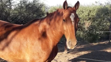 Murió un nene de 7 años por la patada de un caballo