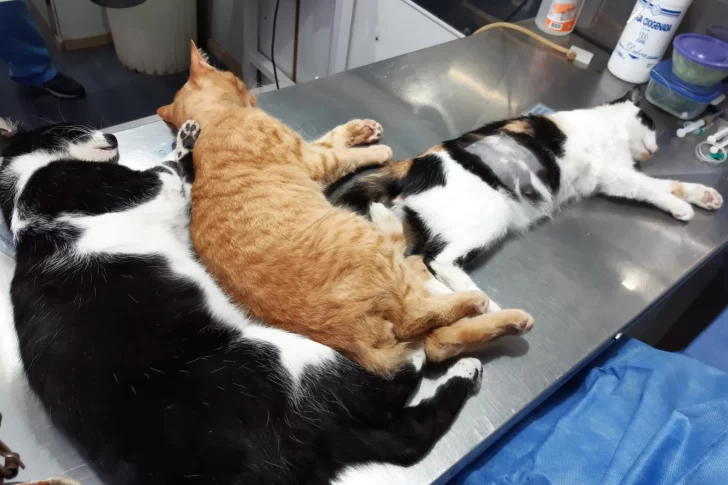 Bromatología: Castraron a 17 felinos y 3 canes