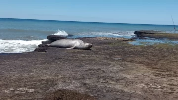 Un elefante marino recaló en los planchones de roca de Cueva del Tigre