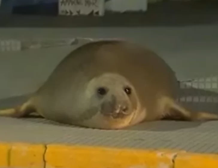 Preocupación por el aumento de animales marinos desorientados que aparecen en la costa bonaerense