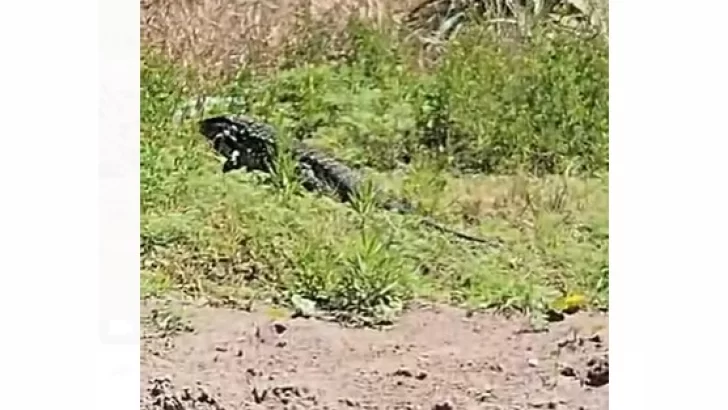 Un enorme lagarto fue filmado en avenida 10