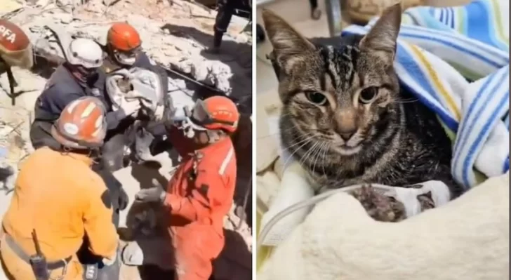 Milagro en Villa Gesell: ocho días después del derrumbe rescataron a un gatito que quedó bajo los escombros