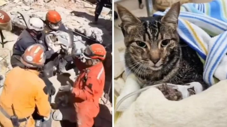 Milagro en Villa Gesell: ocho días después del derrumbe rescataron a un gatito que quedó bajo los escombros