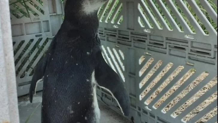 Trabajan para tener en Necochea un centro de recuperación de pingüinos