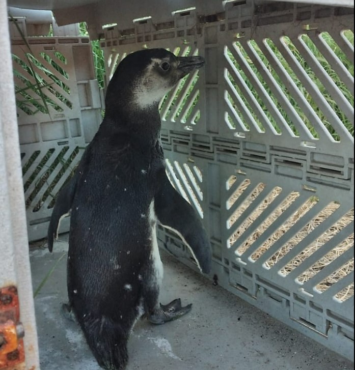 Trabajan para tener en Necochea un centro de recuperación de pingüinos