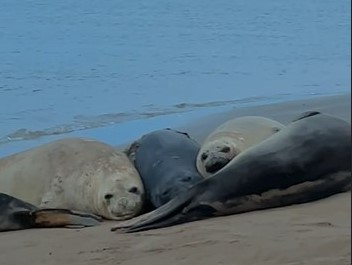 Elefantes y lobos marinos conviven en la colonia de la escollera sur