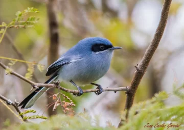 Se viene una salida de observación de aves en Las Cascadas