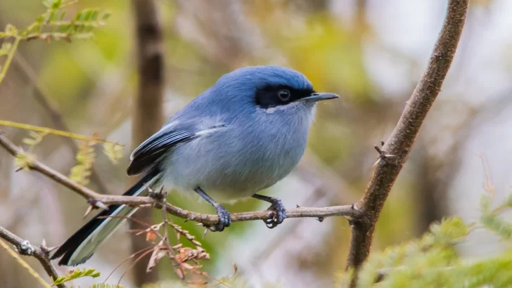 Se viene una salida de observación de aves en Las Cascadas