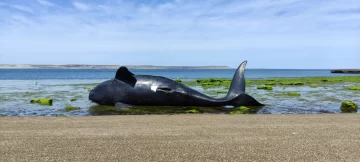 Alarmante: hallan 71 ballenas muertas y hay sospecha de intoxicación por marea roja