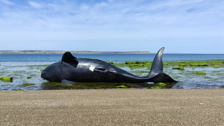 Alarmante: hallan 71 ballenas muertas y hay sospecha de intoxicación por marea roja