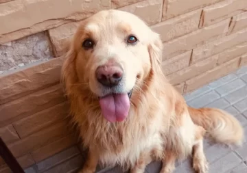 Su perro se escapó en Necochea y asegura que lo tiene cautivo una marplatense