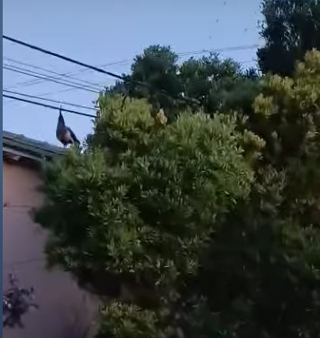 Un pavo real en el techo de una vivienda de avenida 75