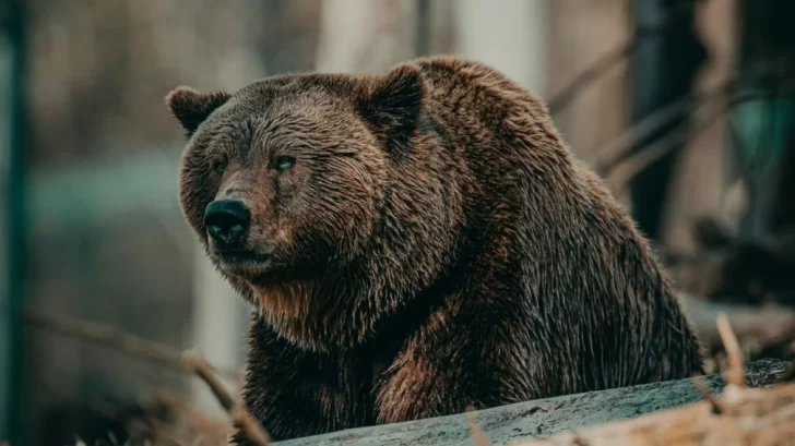 Un cazador murió aplastado después de que un oso le cayera encima