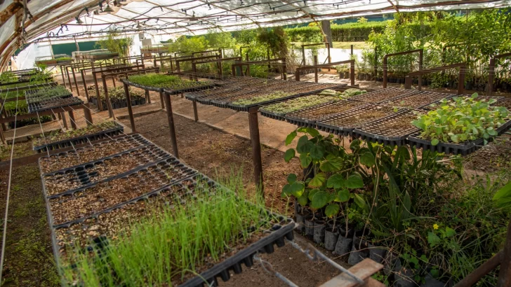 Un vivero y una aceitera de Necochea buscan empleados