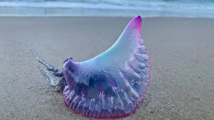 Qué es la temible Carabela Portuguesa que causa temor en las playas argentinas