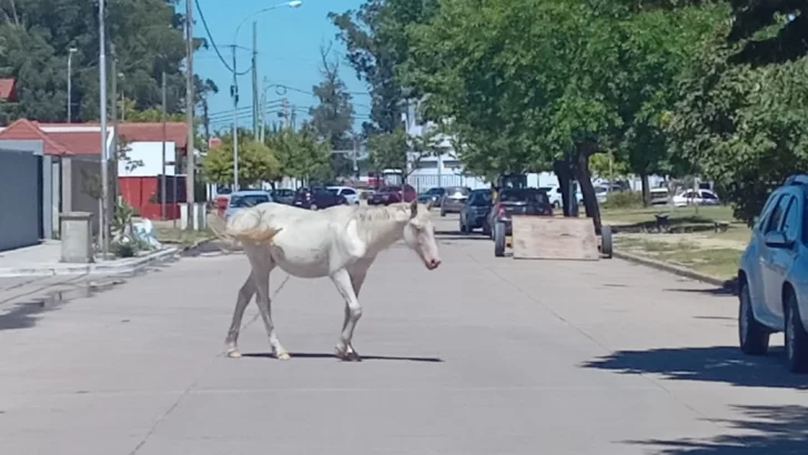 Caballos sueltos en el barrio Banco Provincia