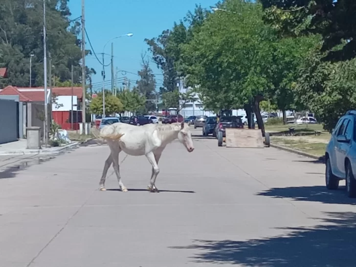 Caballos sueltos en el barrio Banco Provincia