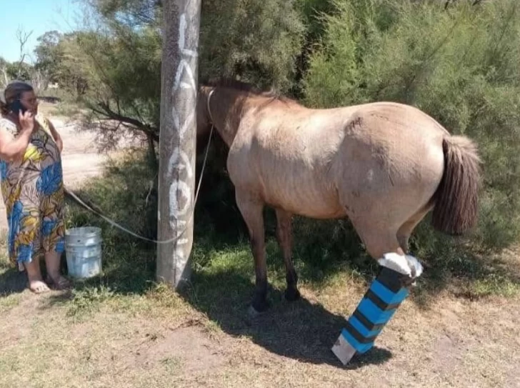 Desde el CAAN asistieron a un caballo que fue atropellado en Quequén