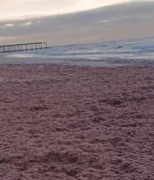 Impactante arribazón de algas en la zona del muelle de los pescadores