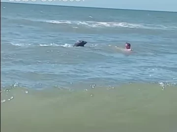 Lobito curioso: persiguió a un bañista en las playas de Cariló