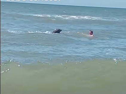 Lobito curioso: persiguió a un bañista en las playas de Cariló