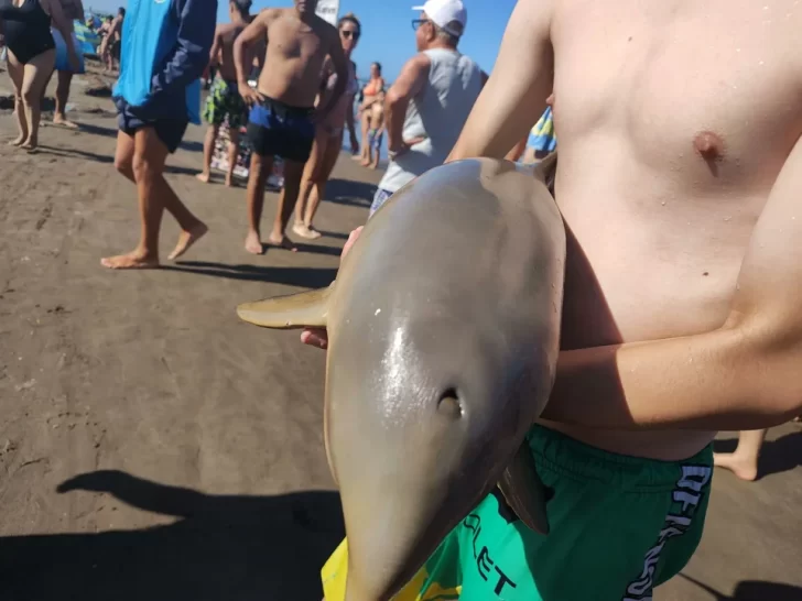 Otra vez: murió un delfín en la costa argentina porque lo sacaron del agua para tomarse fotos