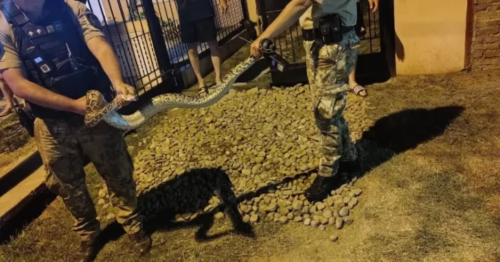 Espeluznante sorpresa: salió al patio de su casa y encontró una enorme serpiente pitón