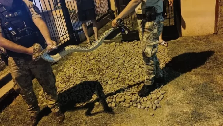 Espeluznante sorpresa: salió al patio de su casa y encontró una enorme serpiente pitón