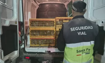 Traían 720 palomas de manera ilegal a Necochea