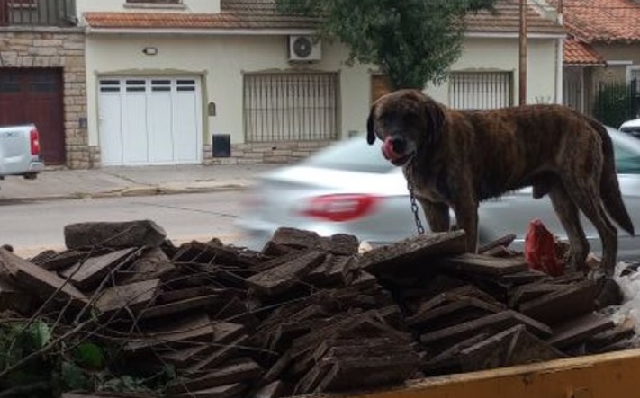 Ataron un perro a un contenedor y lo abandonaron