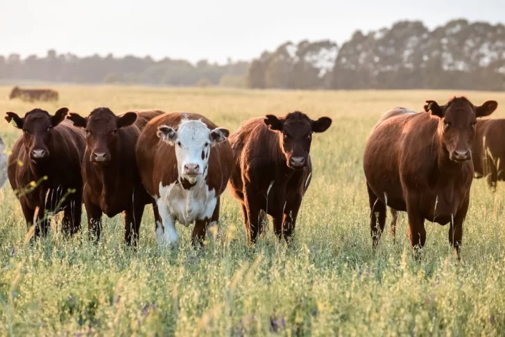 Robaron 17 vacas de un campo de la Media Luna