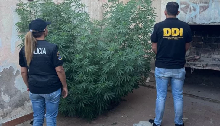 Asalto en calle 67: Incautan marihuana y secuestran un auto en operativos