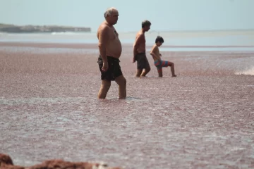 Impactantes fotos de las algas coloradas cubriendo la playa de Quequén