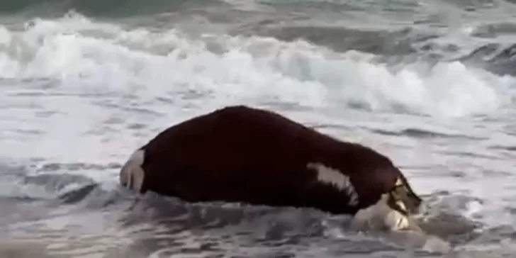 Apareció una vaca muerta en el mar