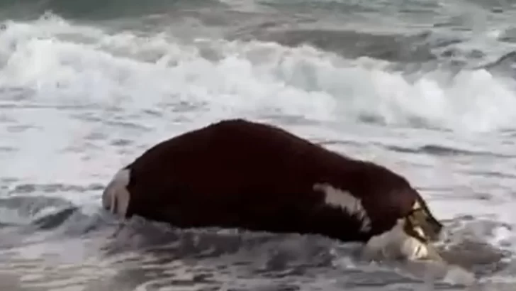 Apareció una vaca muerta en el mar