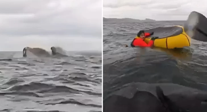 Video: una ballena jorobada tragó a un joven en el estrecho de Magallanes y luego lo expulsó