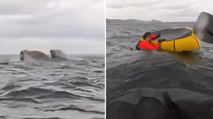 Video: una ballena jorobada tragó a un joven en el estrecho de Magallanes y luego lo expulsó