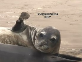 El lobito marino que intenta “coquetear” con una chica y es furor en Tik Tok