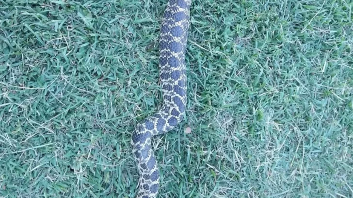 Una enorme serpiente sorprendió a una vecina necochense