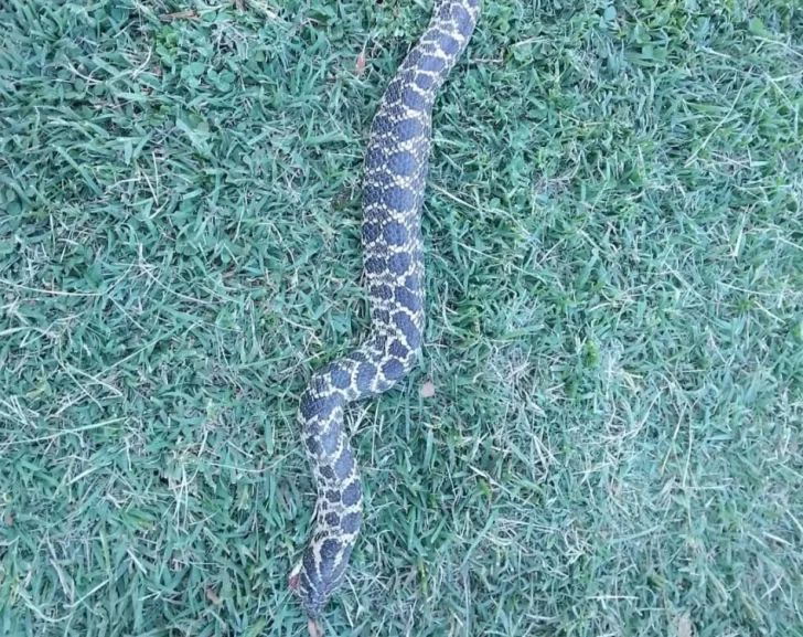 Una enorme serpiente sorprendió a una vecina necochense