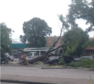 Un árbol cayó sobre una camioneta en el serrucho y 59 y 46