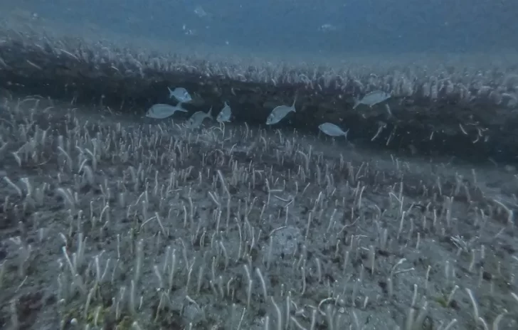 Descubrieron un enorme jardín de corales en la Costa Atlántica