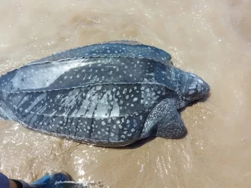 Preocupación por el hallazgo de siete tortugas muertas en playas bonaerenses